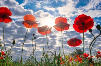 poppies-4291706_1280